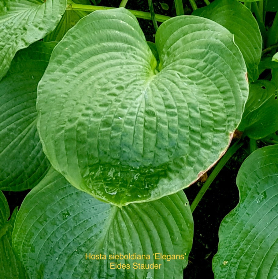 Hosta sieboldiana ‘Elegans’