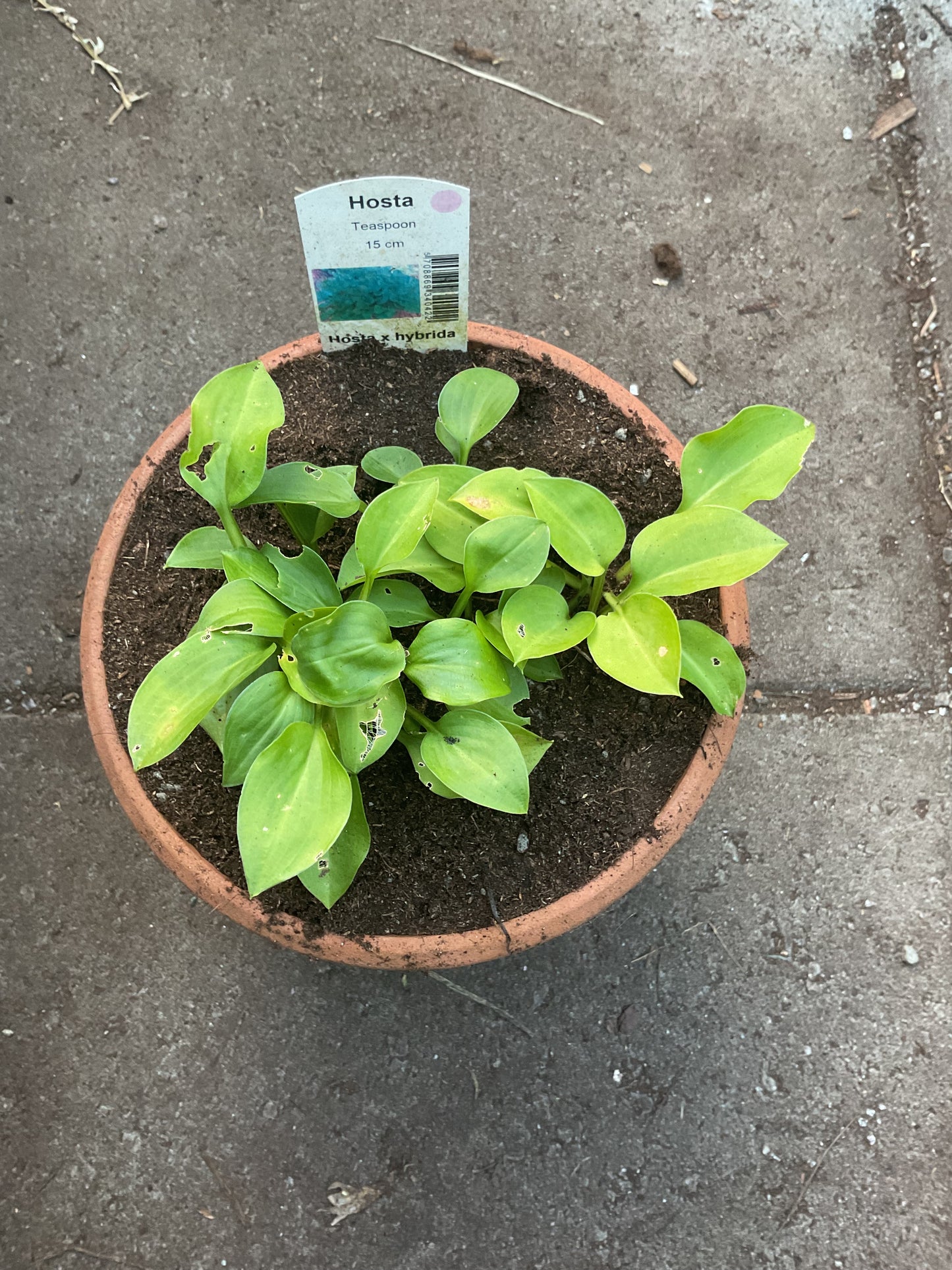 Hosta ‘Teaspoon’
