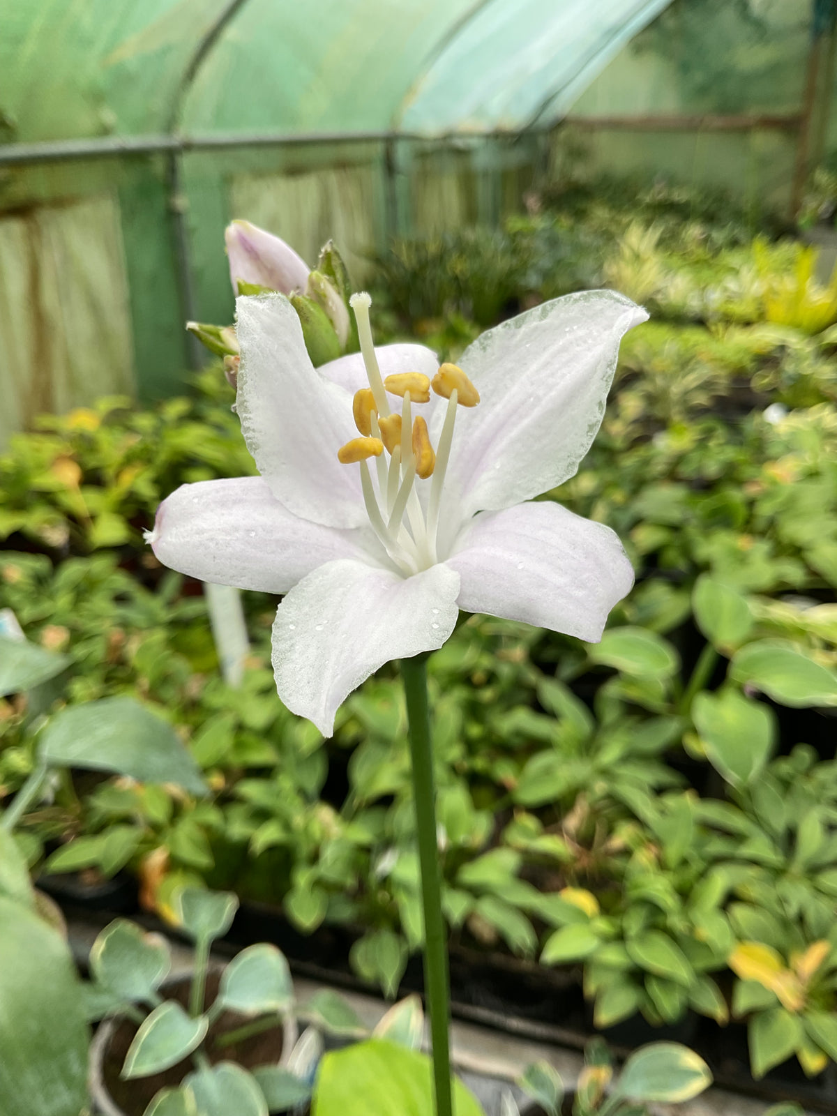 Hosta ‘Lakeside Banana Bay’