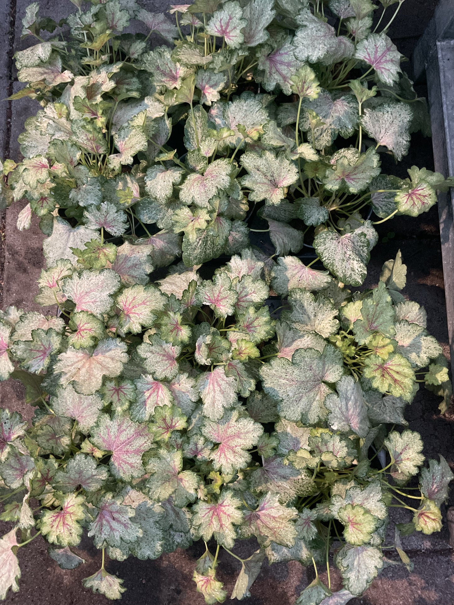 Heuchera ‘Frozy Panky’ P11