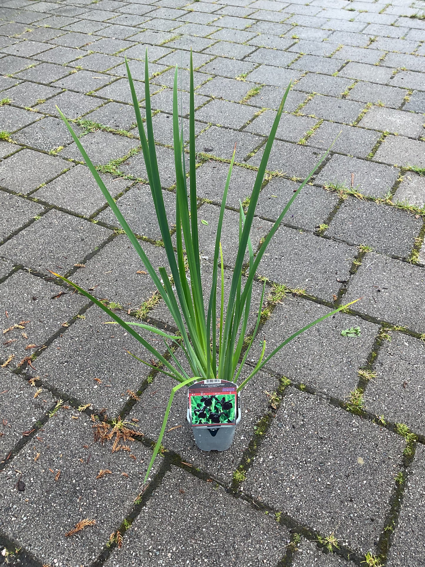 Iris chrysographes ‘Black Form’