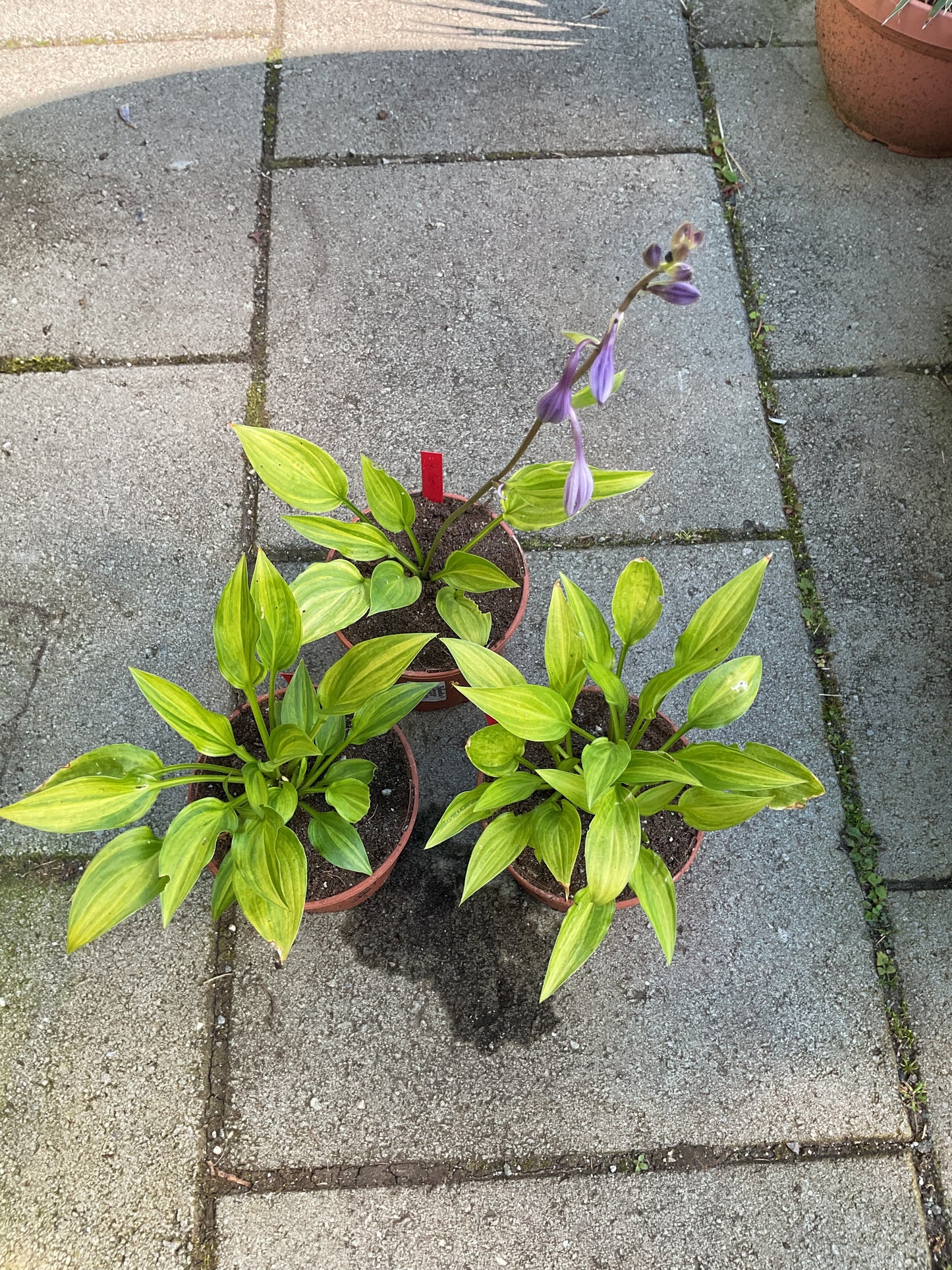 Hosta ‘Geisha’ (‘Ani Machi’)