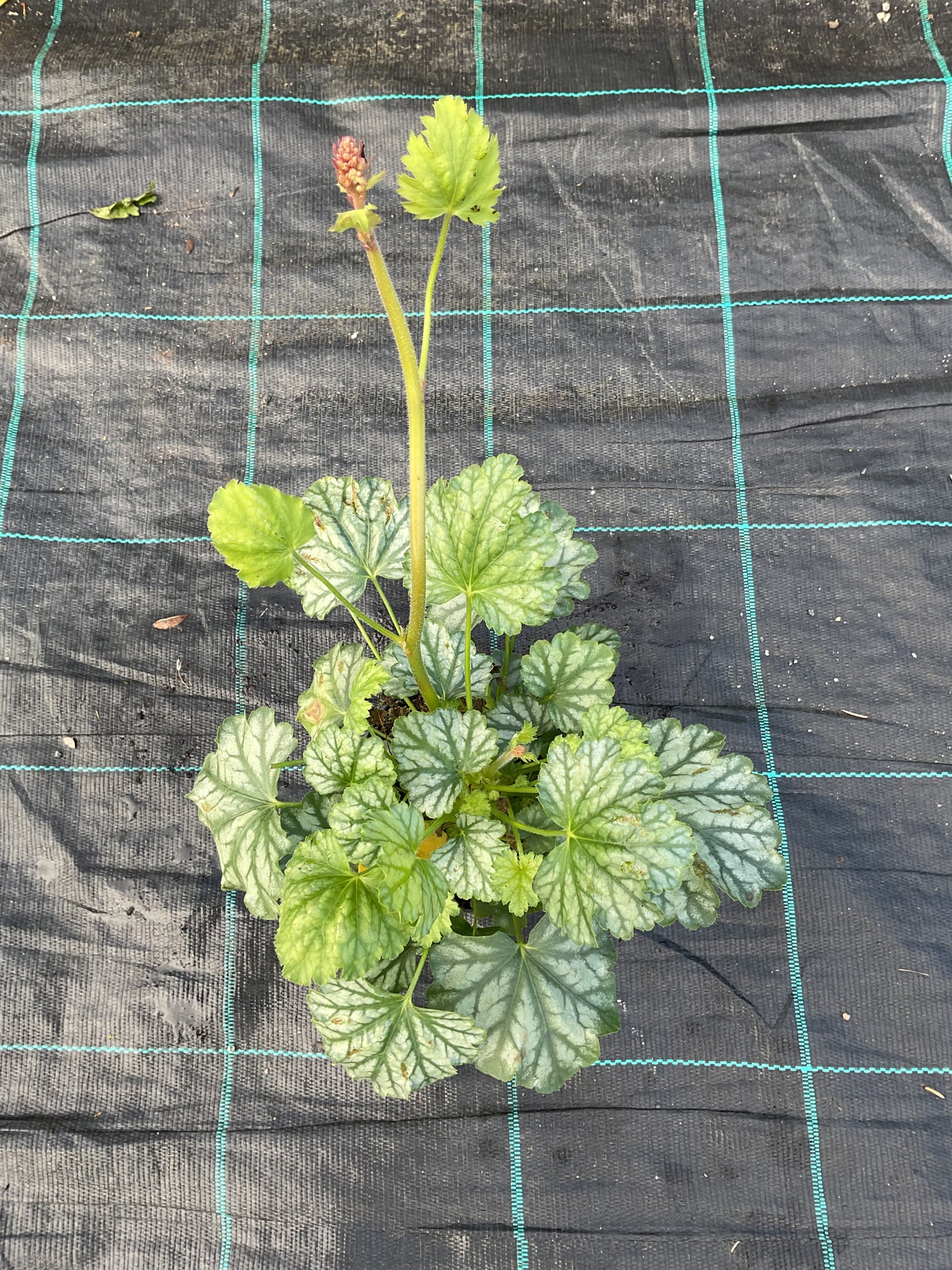 Heuchera ‘Paris’ P12