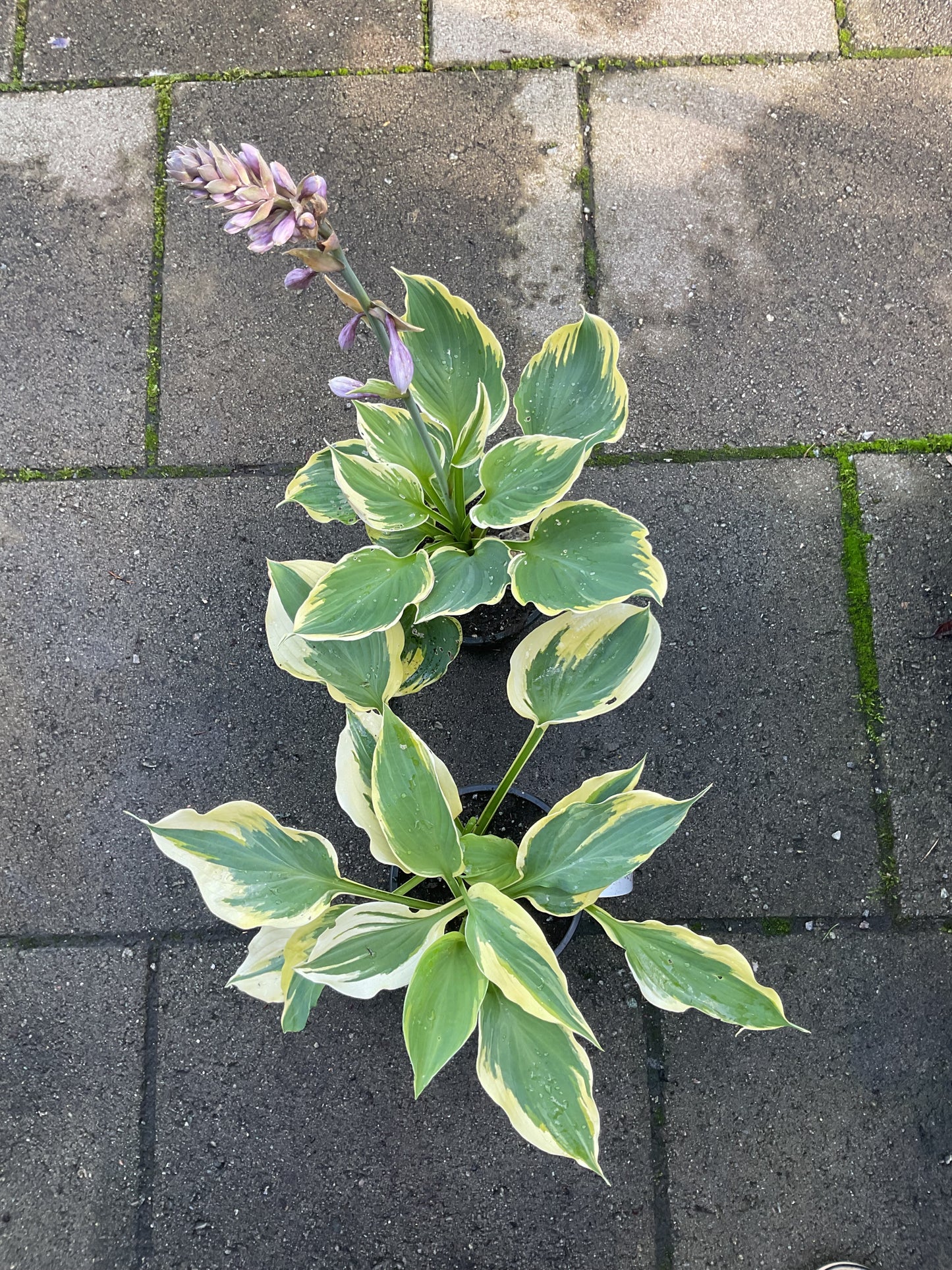 Hosta ‘Liberty’ Tilbud på 2 stk