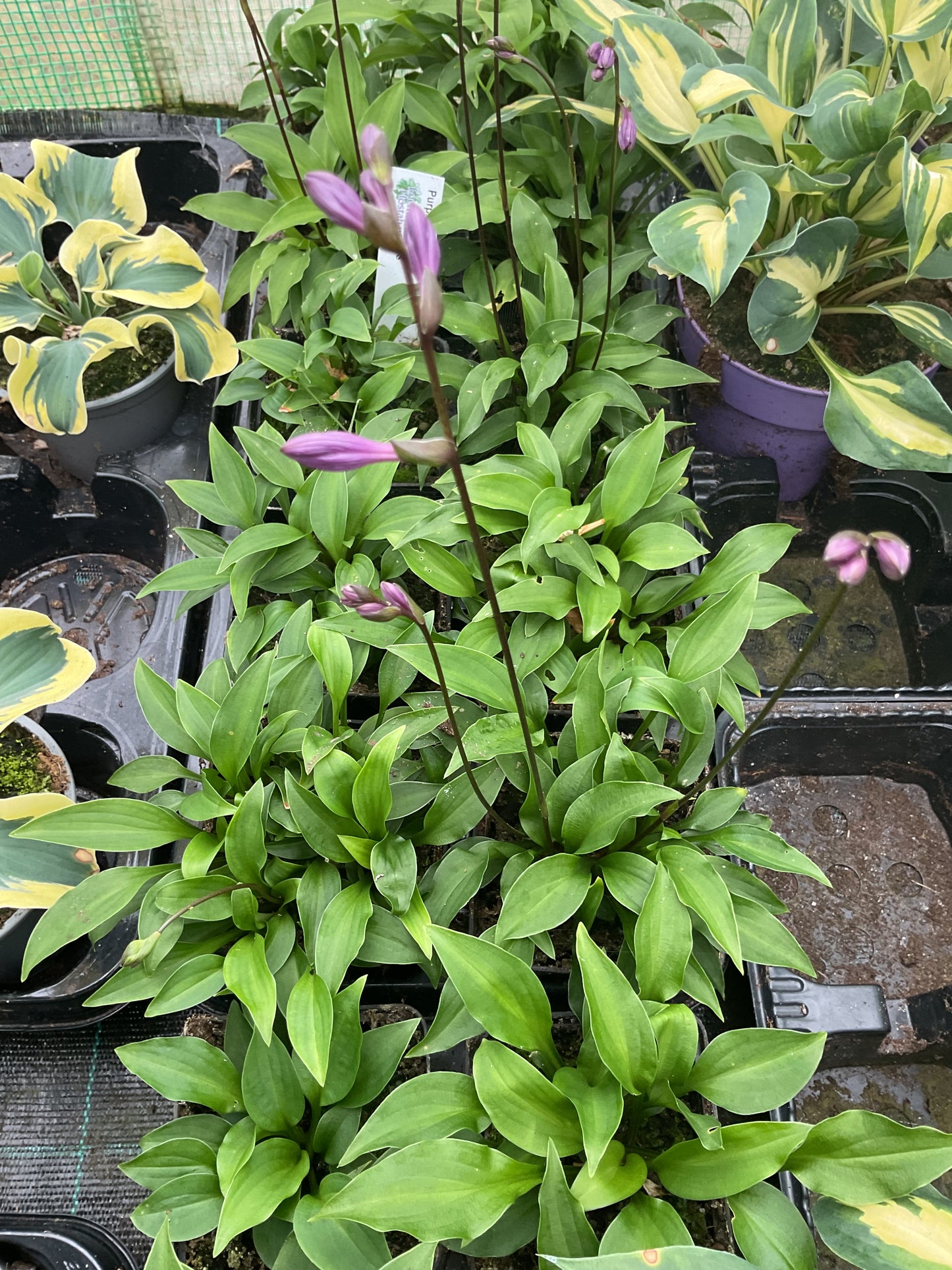 Hosta ‘Purple Passion’