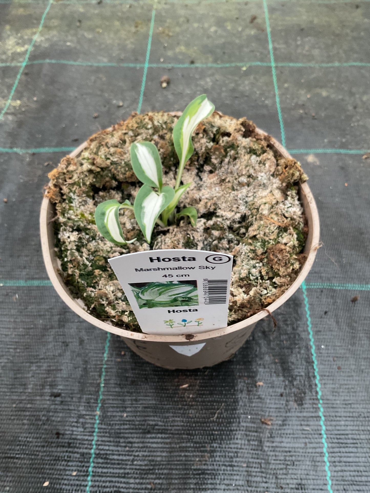 Hosta ‘Marshmallow Sky’ P15