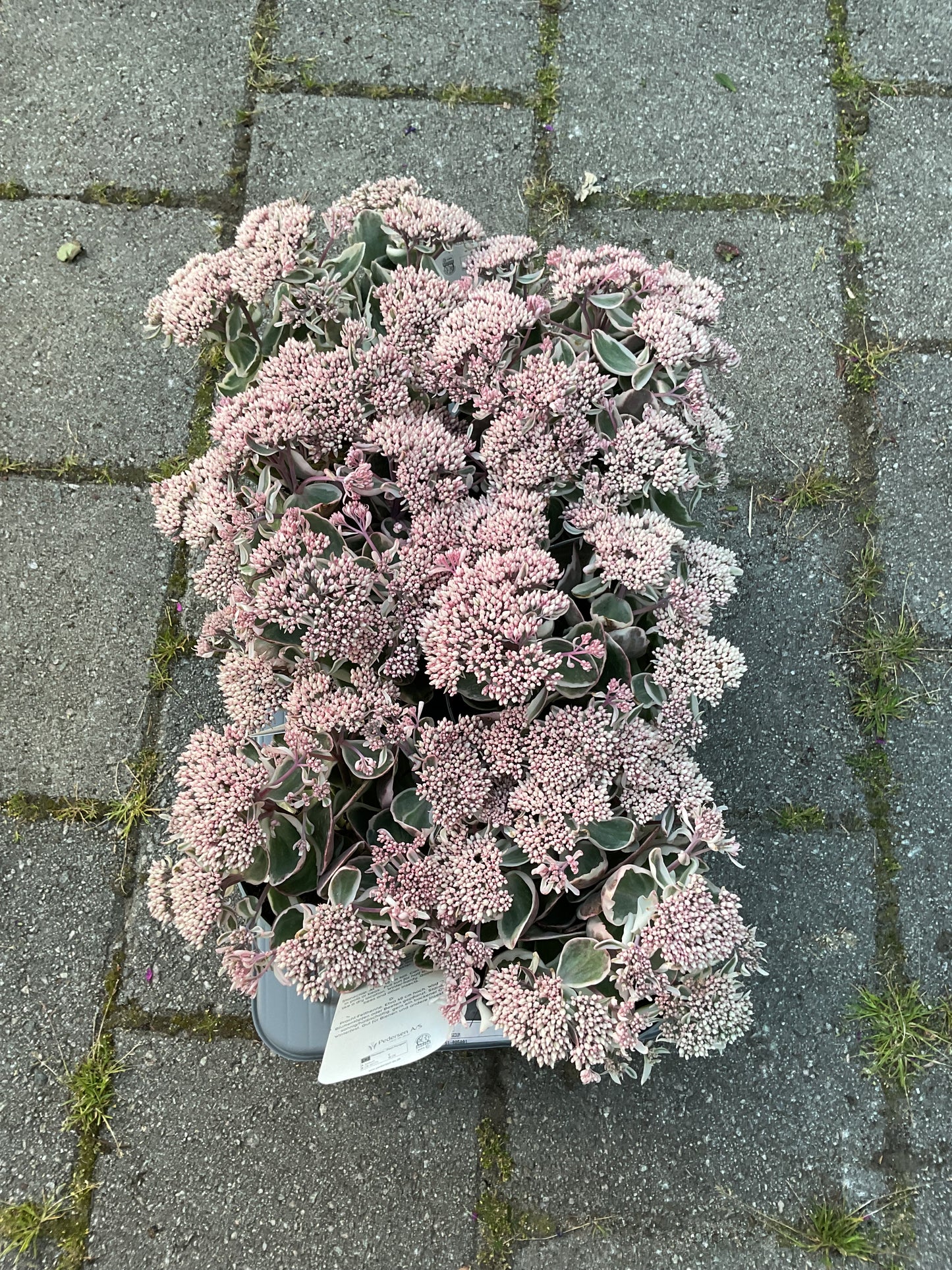 Sedum telephium ‘La Vie en Rose’ P17