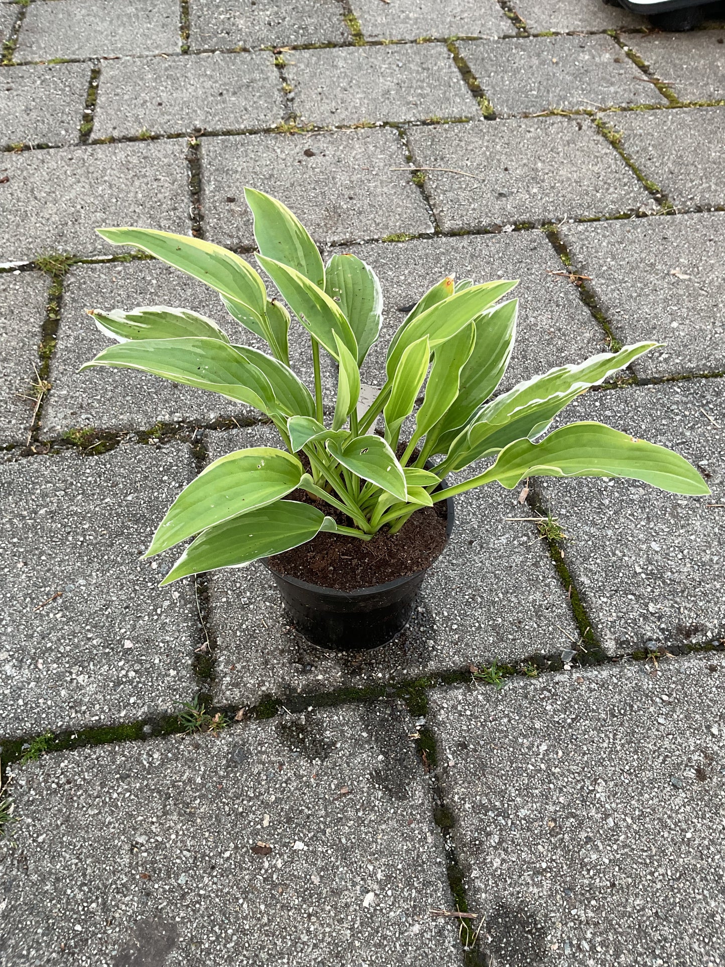 Hosta ‘Wolverine’