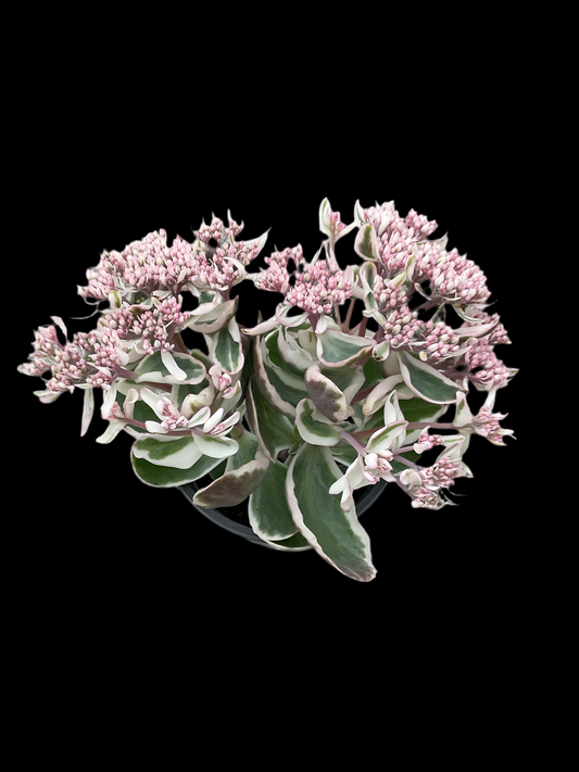 Sedum ‘La Vie en Rose’ P12