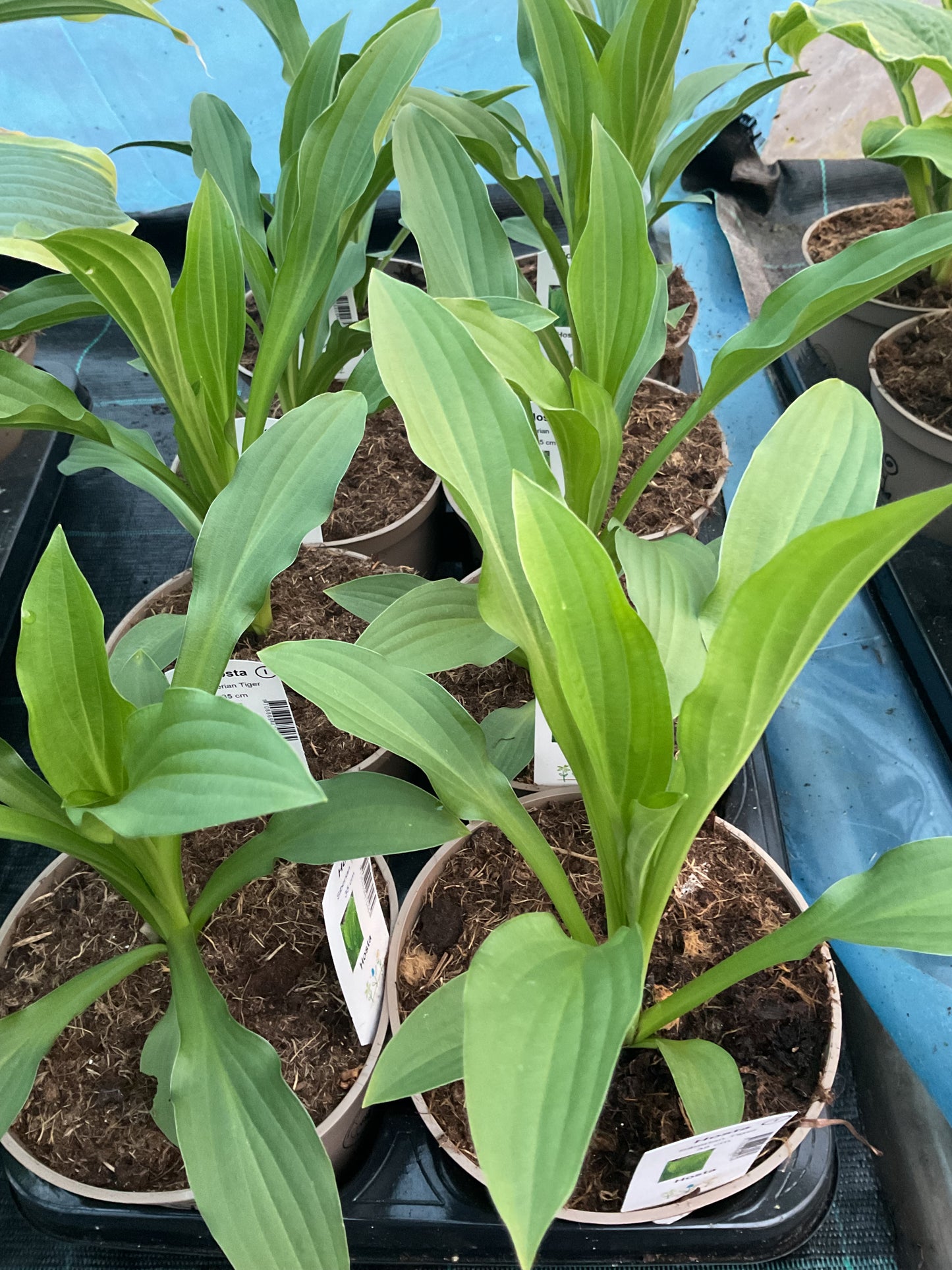 Hosta ‘Siberian Tiger’ P15