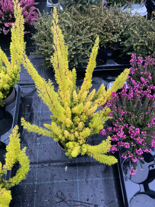 Erica arborea ‘Alberts Gold’ P12