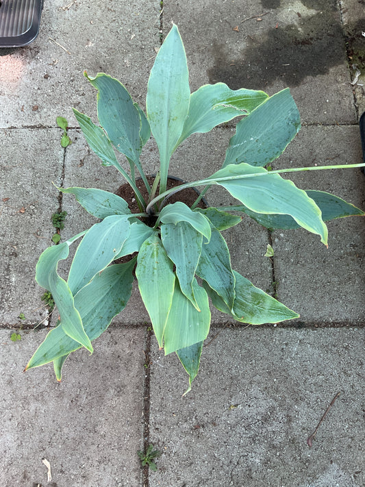 Hosta ‘Neptune’