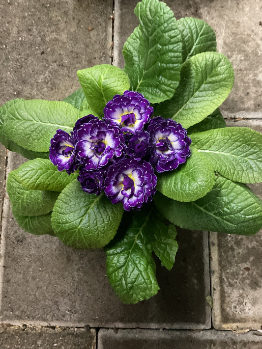 Primula Belarina ‘Blue Ripples’ ??