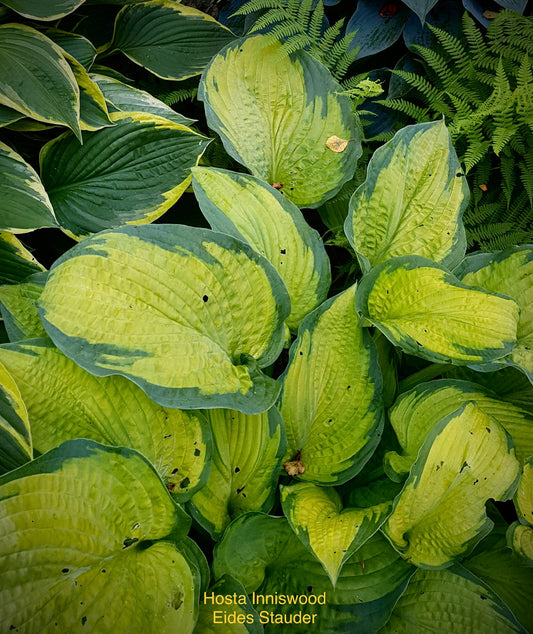 Hosta ‘Inniswood’