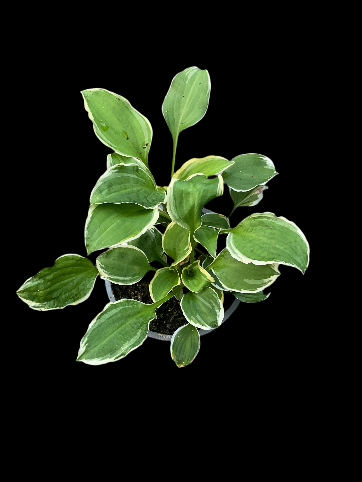 Hosta ‘Diamond Tiara’