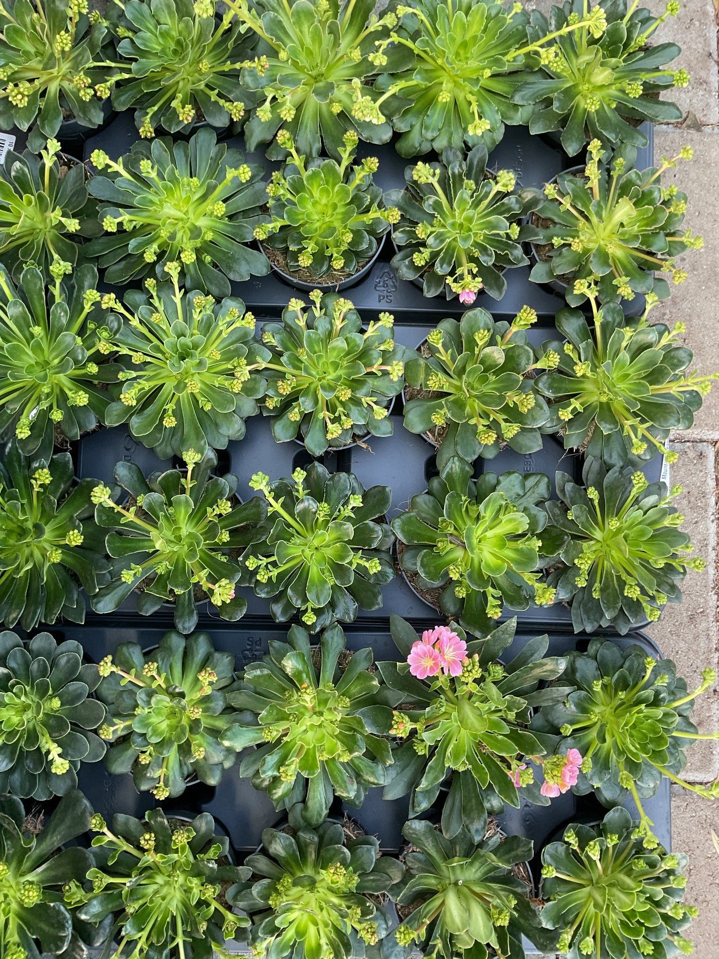Lewisia cotyledon ‘Mountain Dreams’ P12