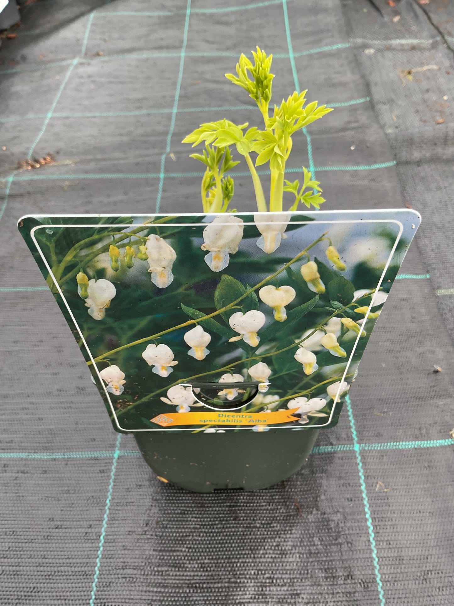 Dicentra spectabilis 'Alba' P11x11