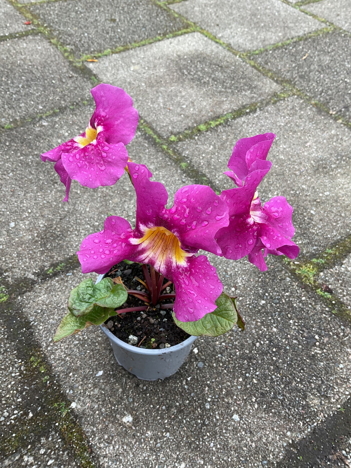 Incarvillea ‘Compacta’