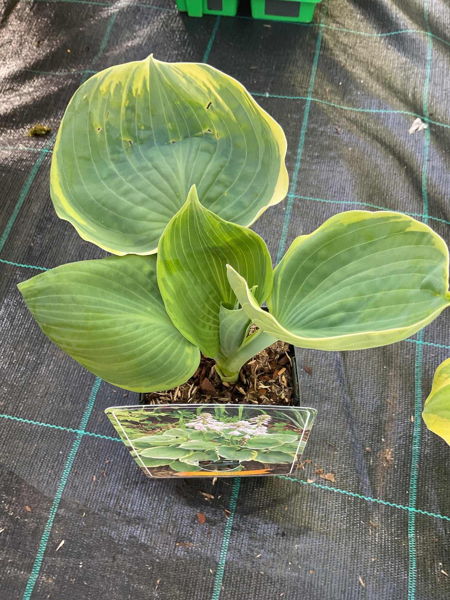 Hosta ‘Pizzazz’ P11x11