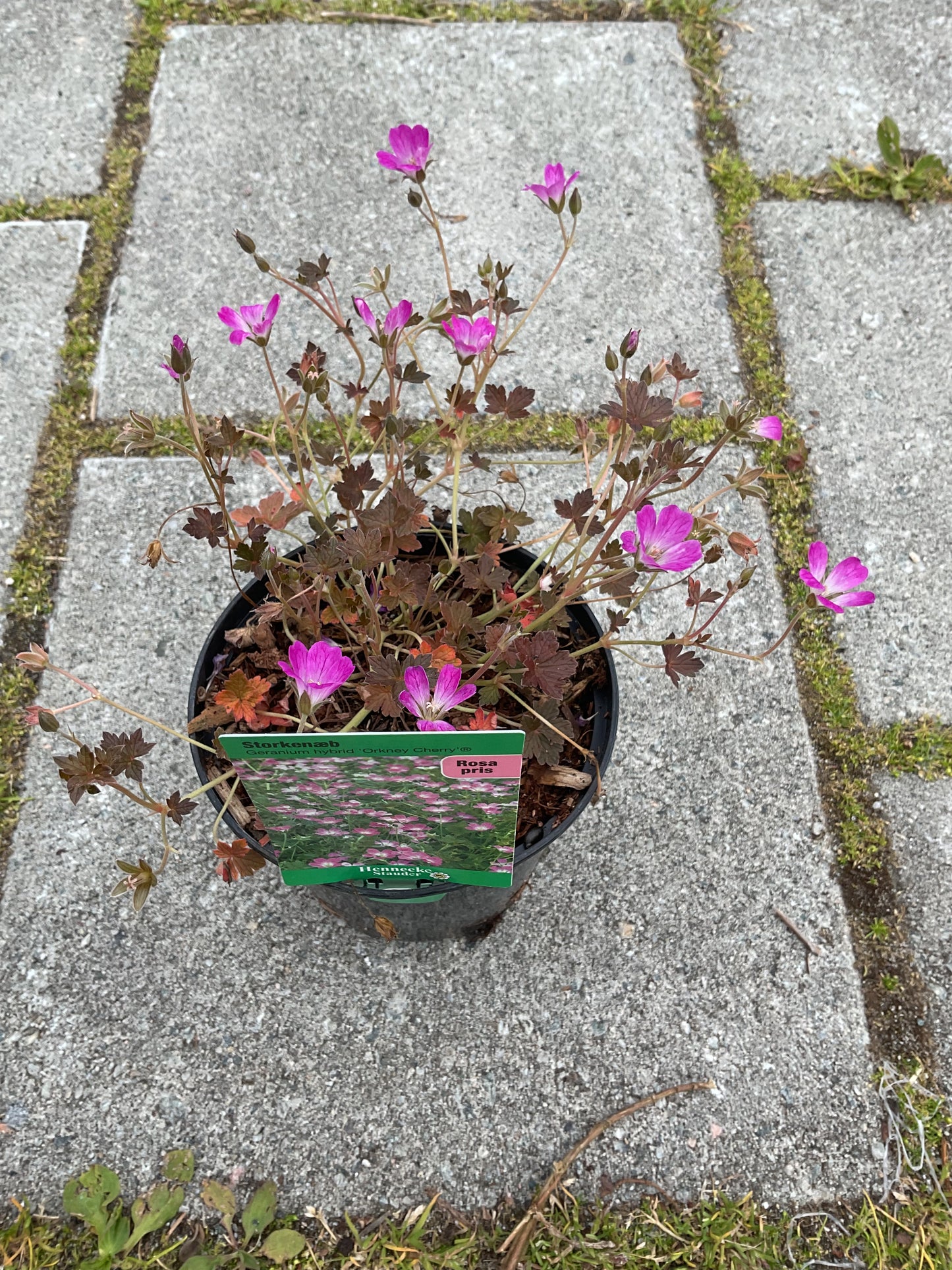 Geranium hybrid ‘Orkney Cherry’®️