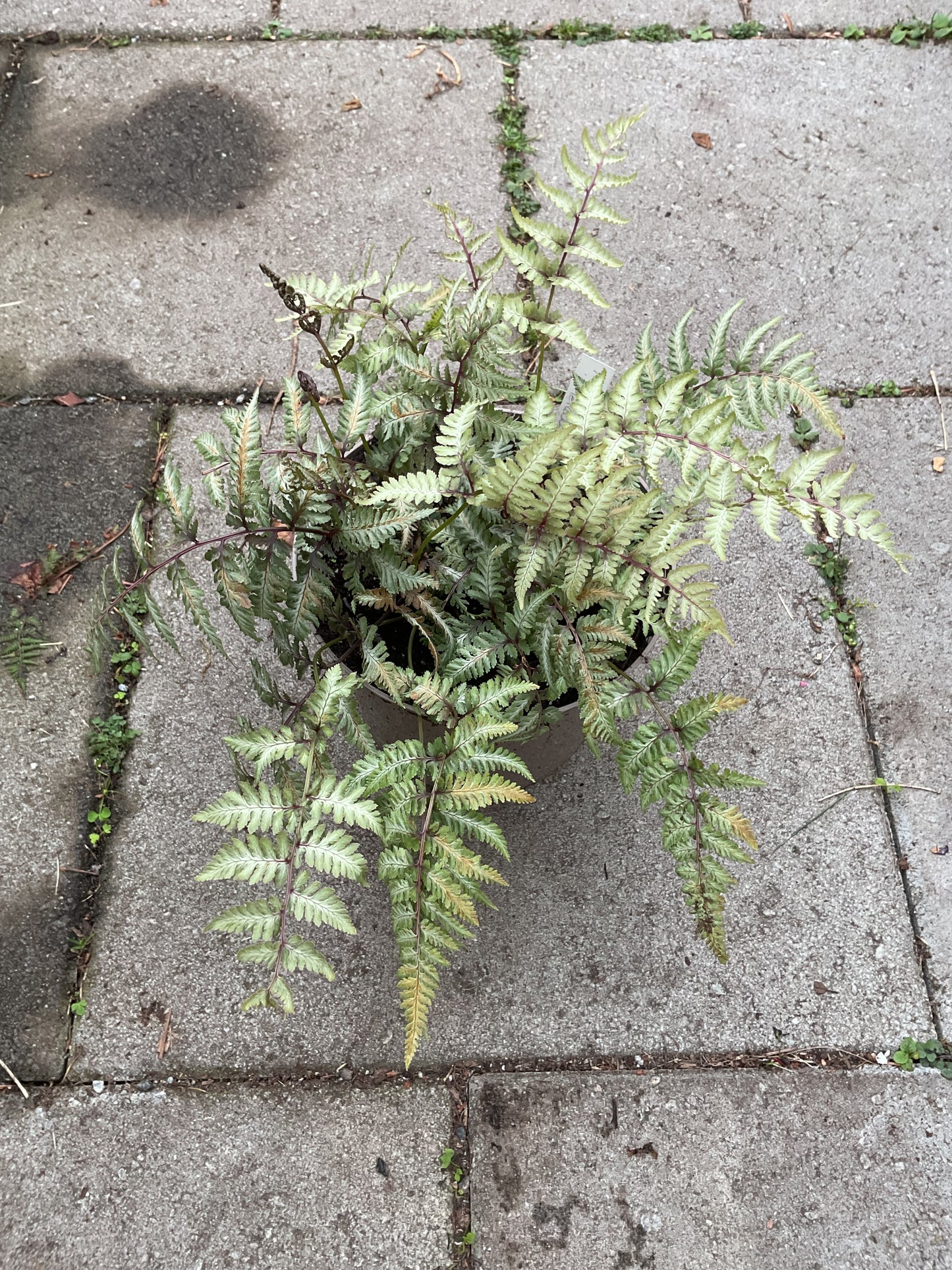 Athyrium nipponicum ‘Metallicum’ P17