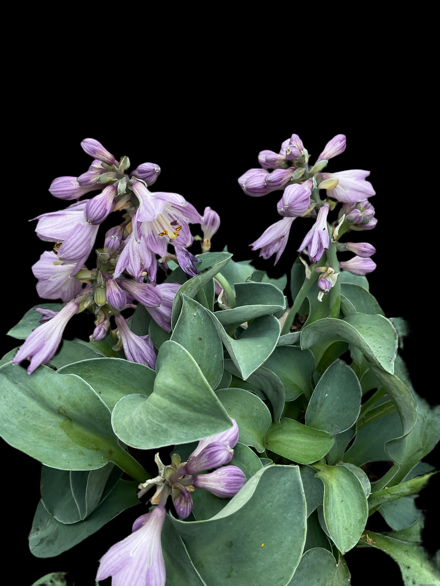 Hosta ‘Blue Mouse Ears’