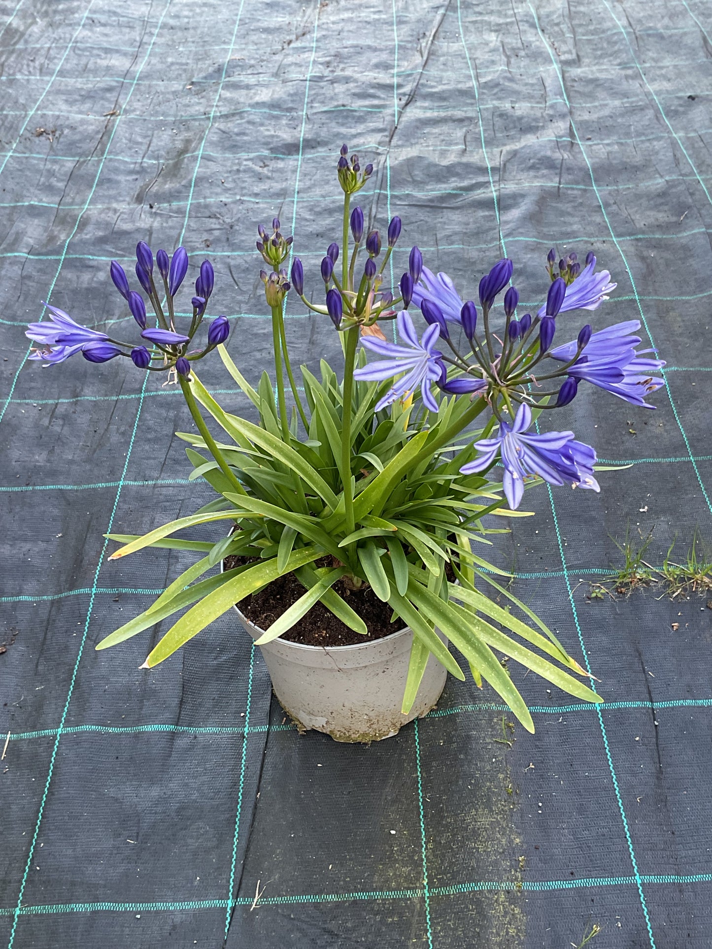 Agapanthus hybrid Blå, P19