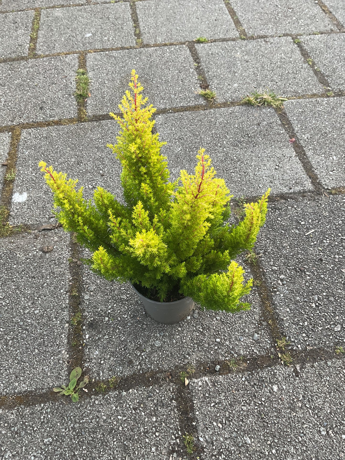 Erica arborea ‘Estrella Gold’ P13