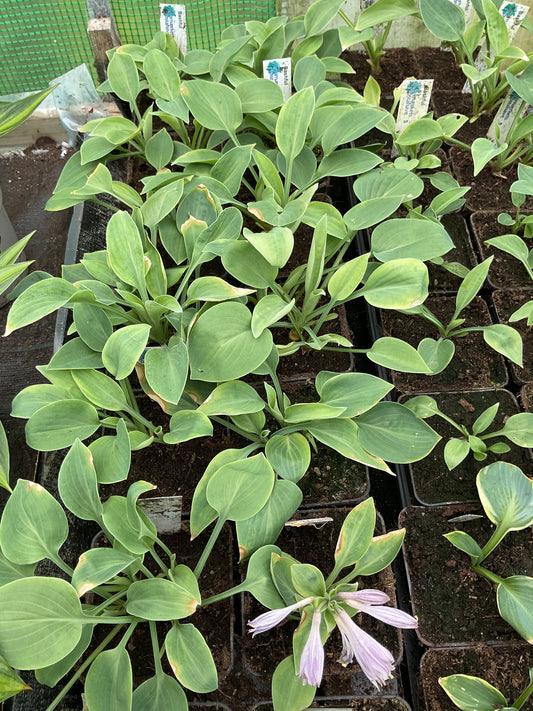 Hosta ‘Bashful’