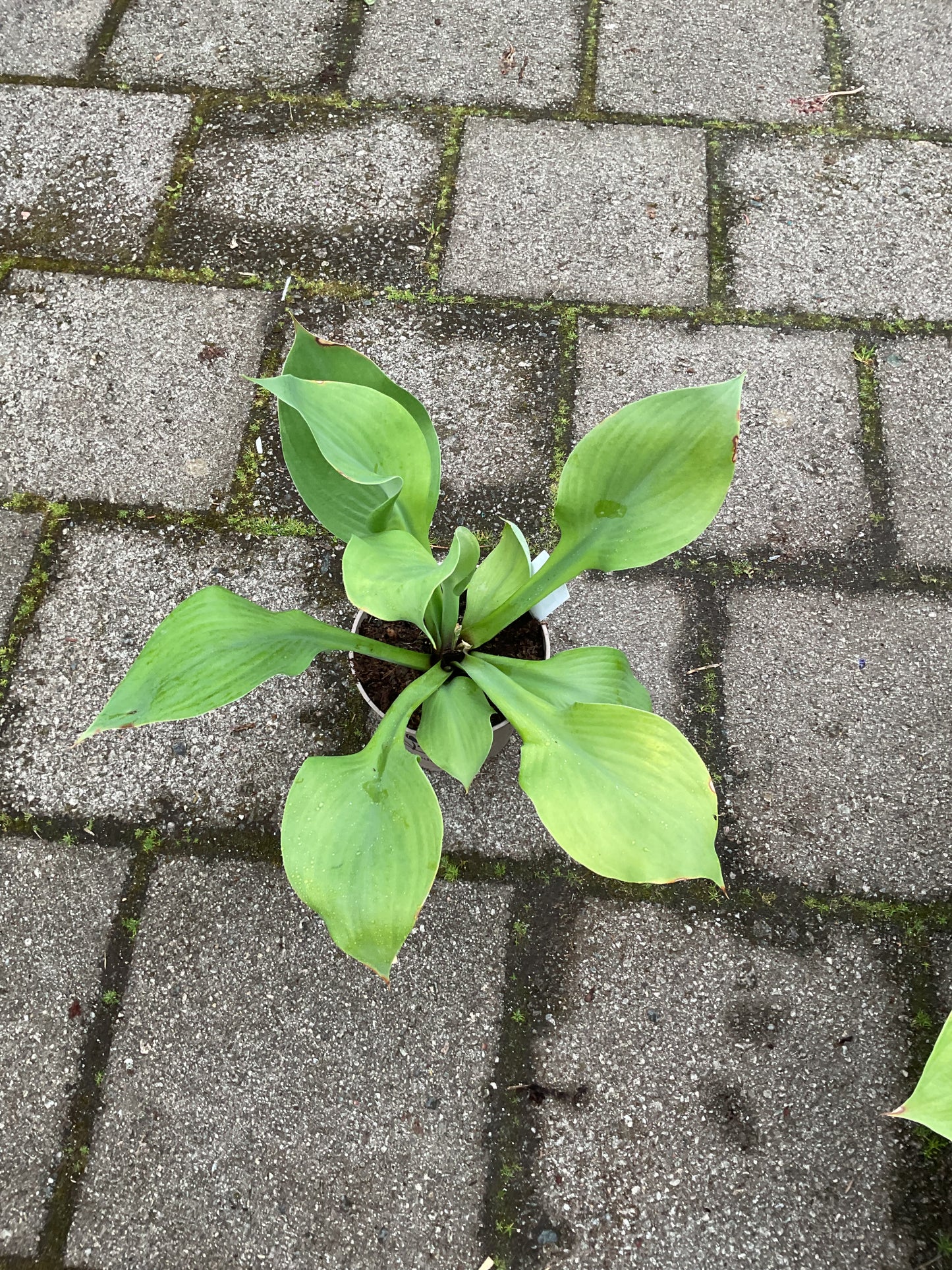 Hosta ‘Sum and Substance’