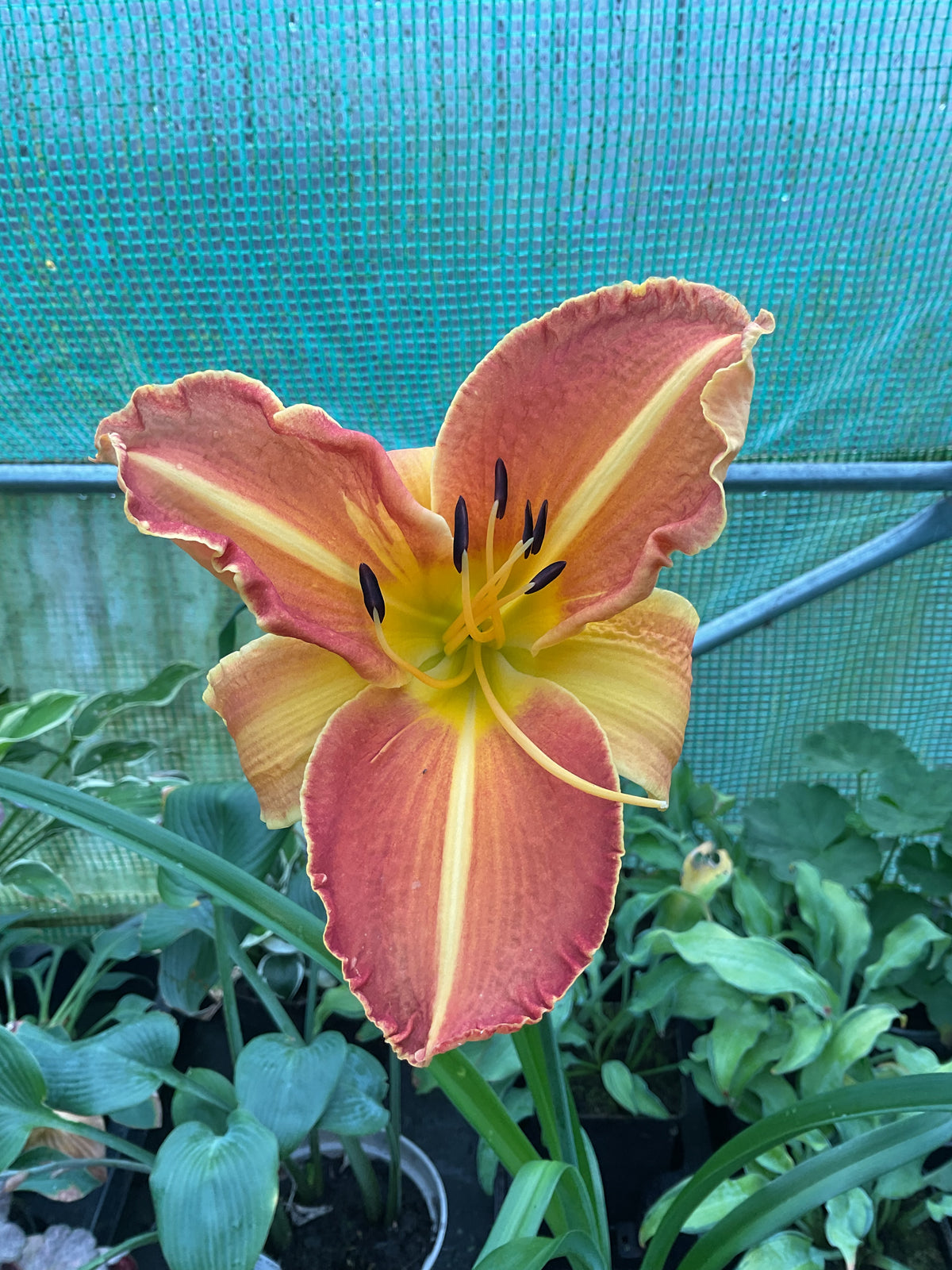 Hemerocallis ‘Shola’ P11x11