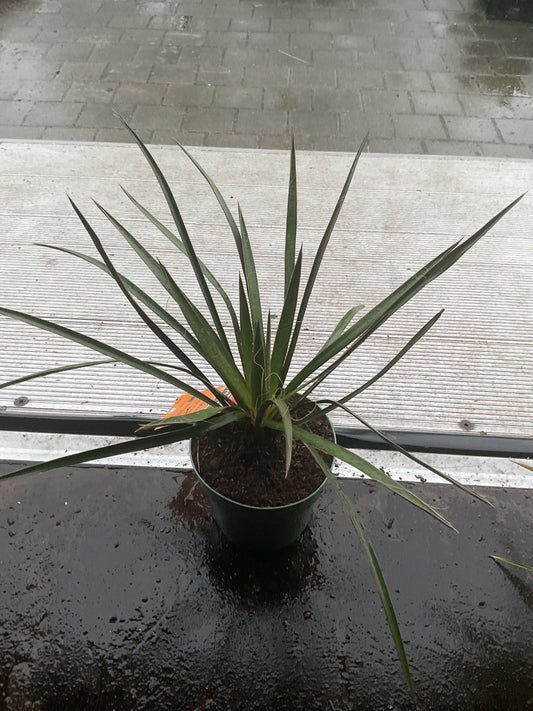 Yucca filamentosa, grønn P20