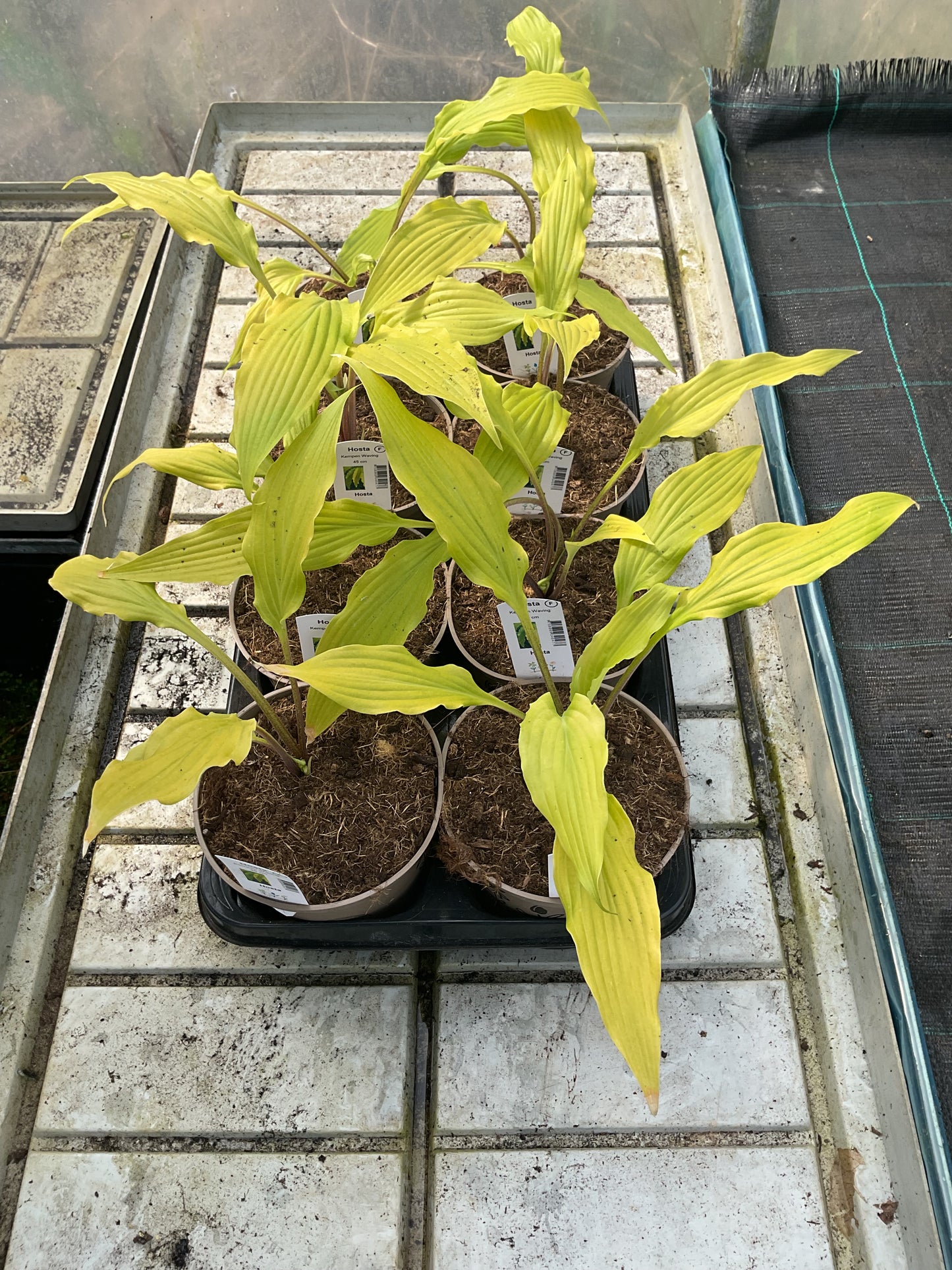 Hosta ‘Kempen Waving Shadow’ P15