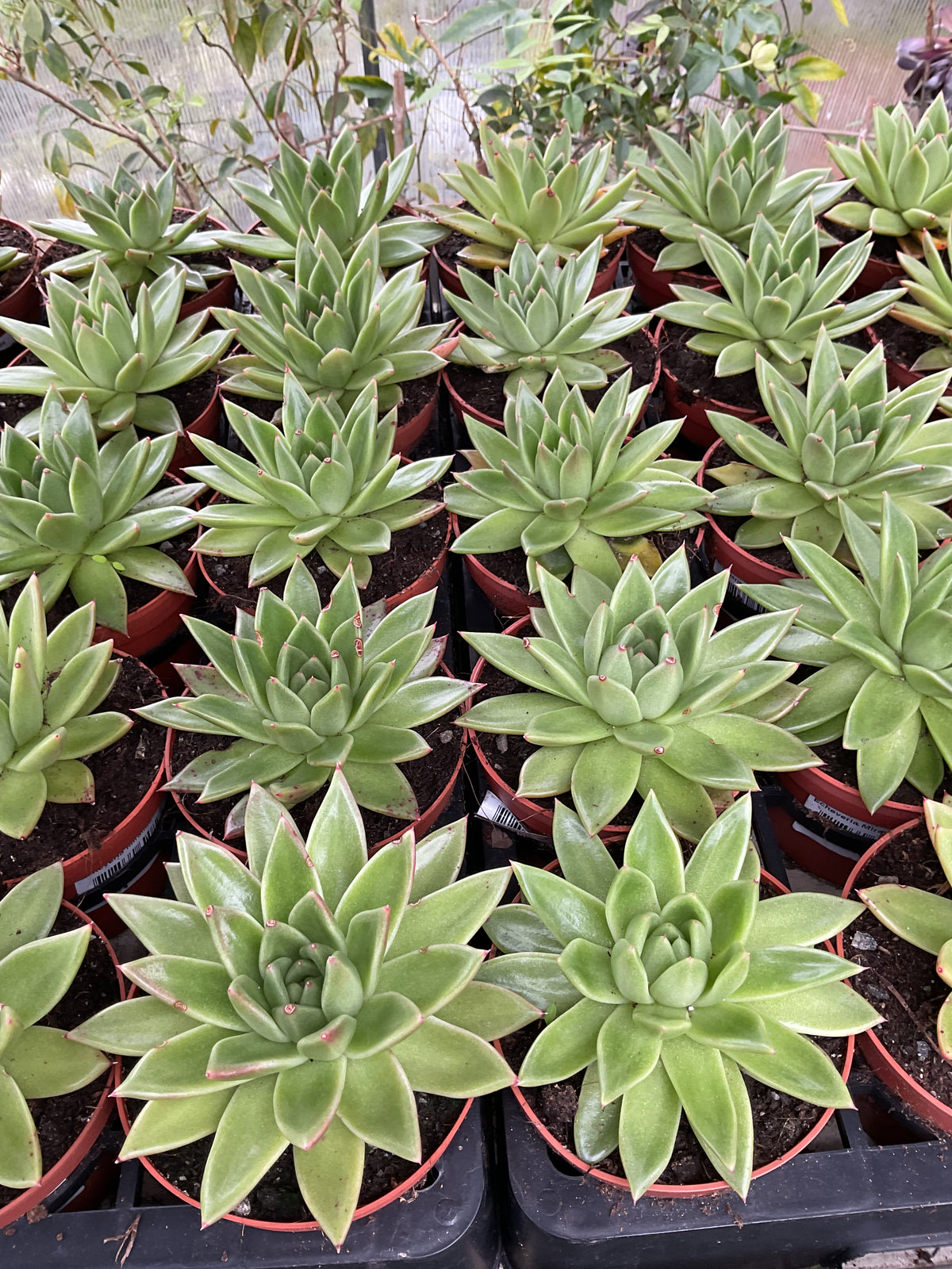 Echeveria agavoides ‘Miranda’ 3 stk planter P10