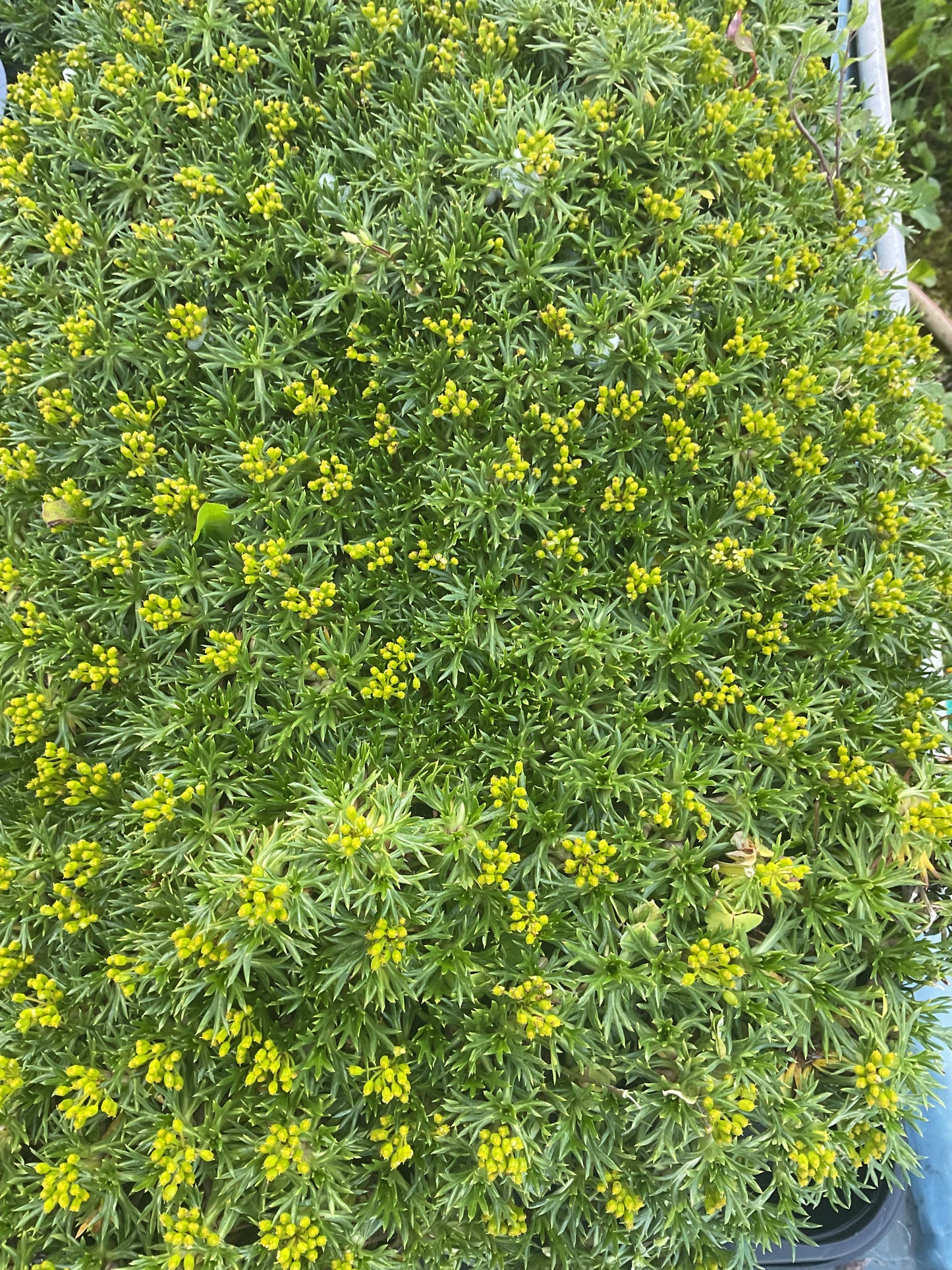 Azorella trifurcata, P13 store planter