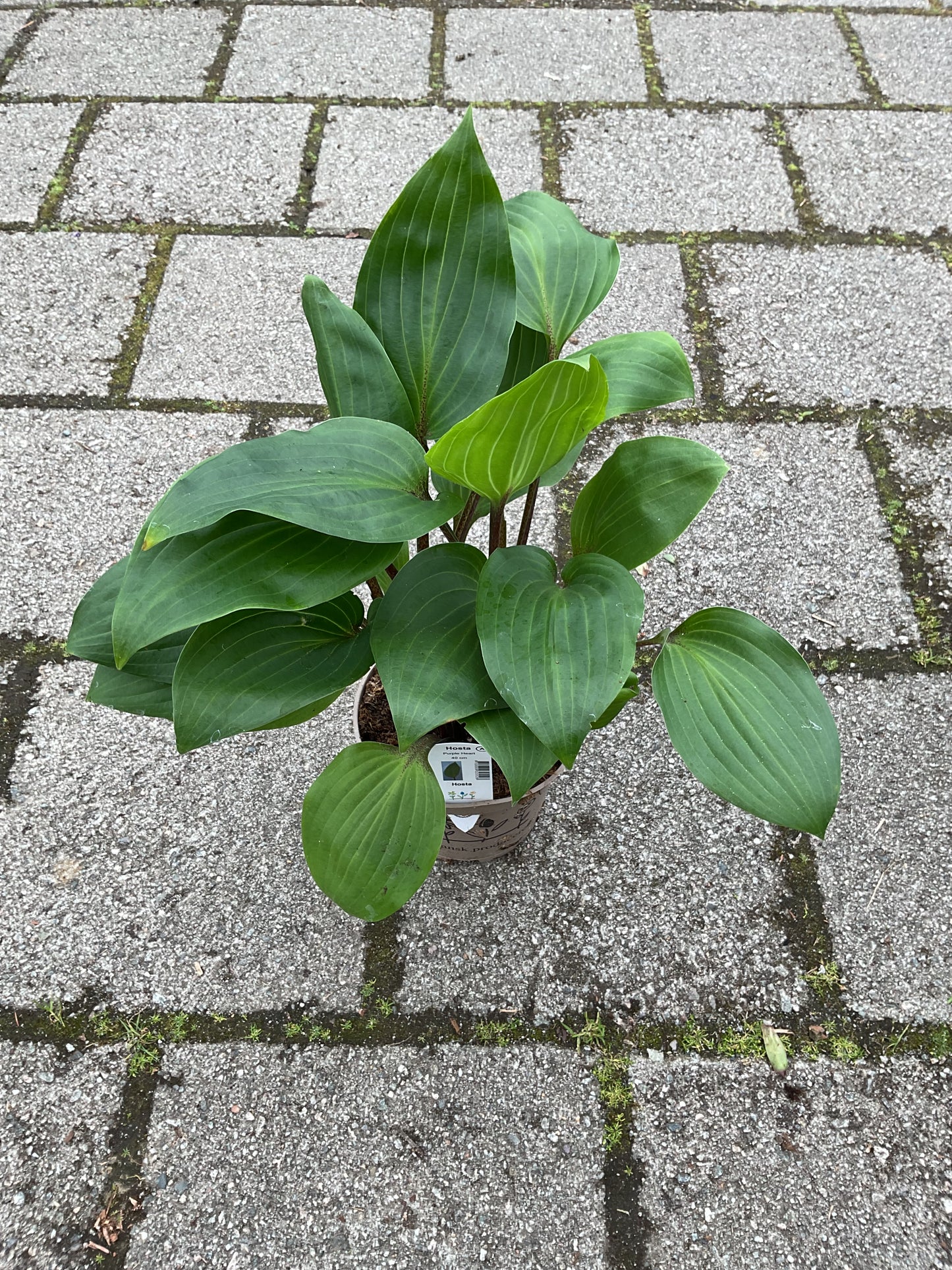 Hosta ‘Purple Heart’ P15