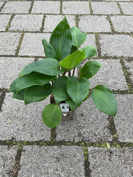 Hosta ‘Purple Heart’ P15