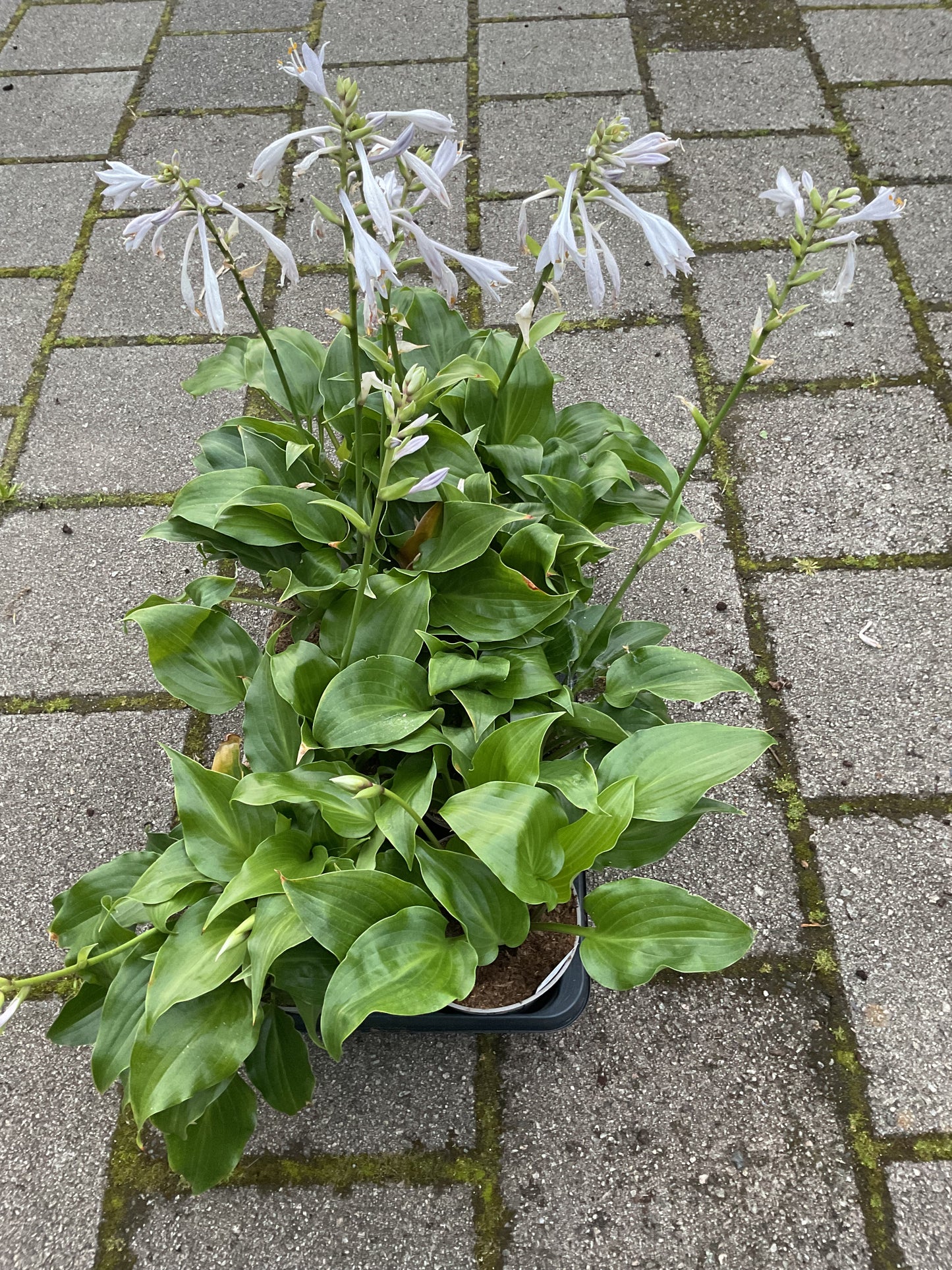 Hosta ‘Invincible’