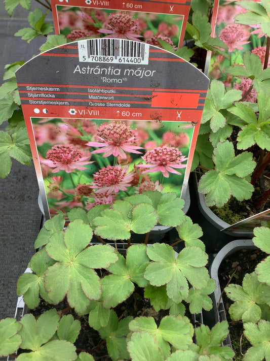 Astrantia major ‘Roma’ P11x11