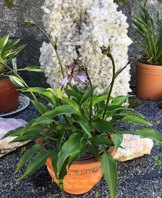 Hosta ‘Harry van Trier’