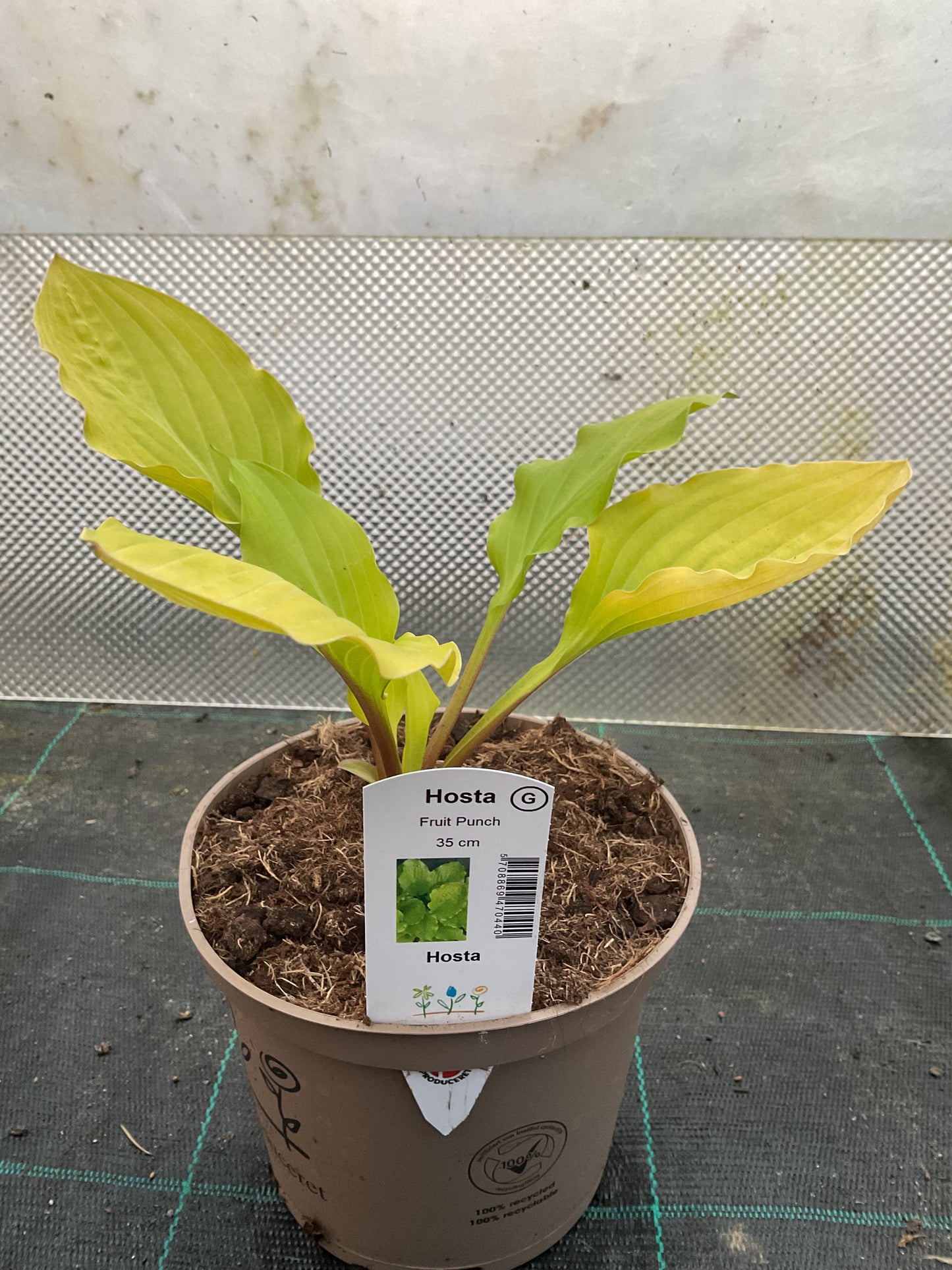 Hosta ‘Fruit Punch’ P15