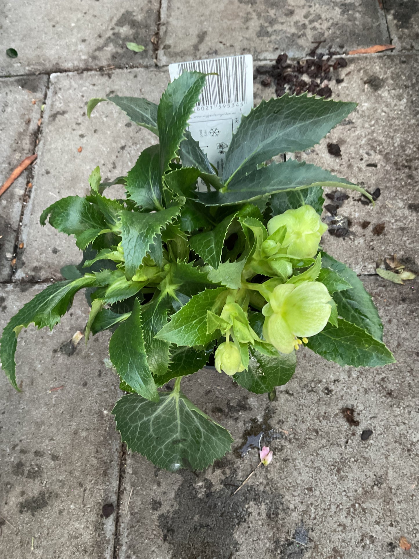 Helleborus argutifolius P15
