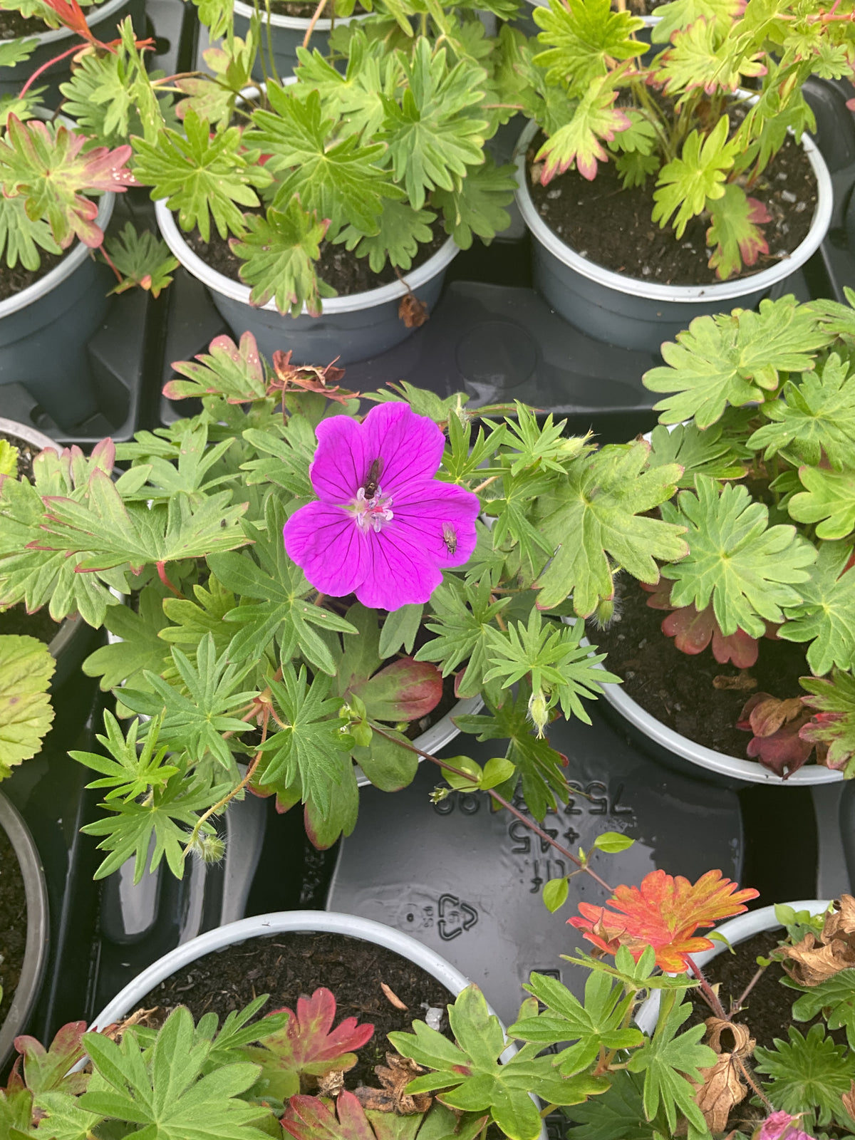 Geranium sanguineum P13