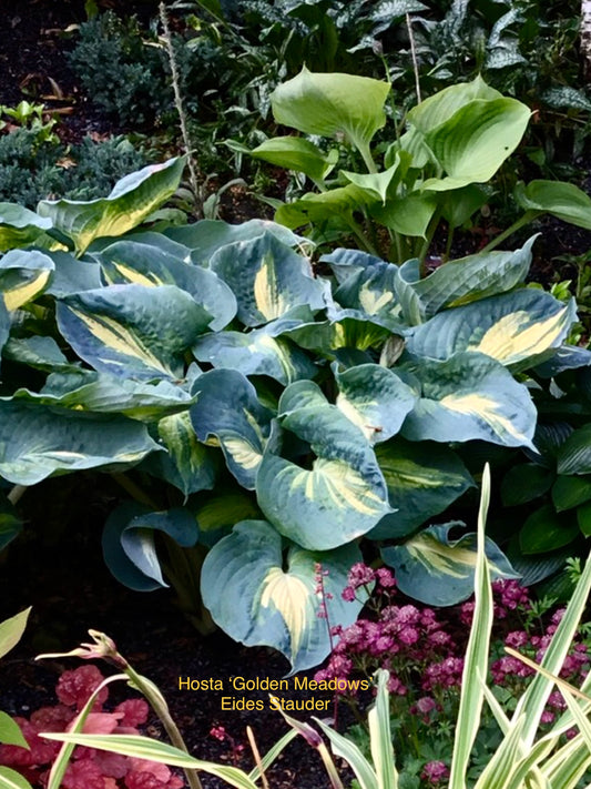 Hosta ‘Golden Meadows’ P15