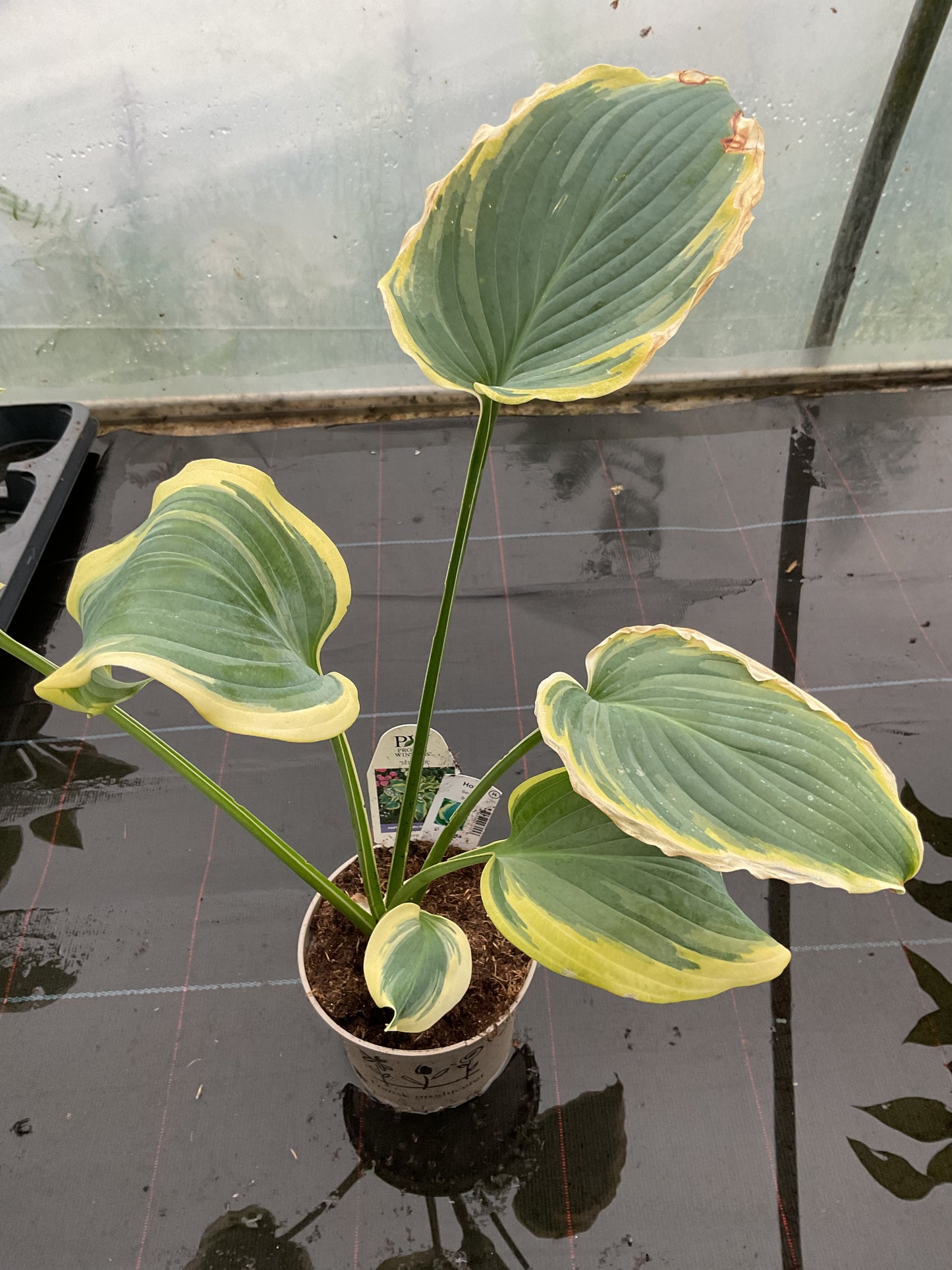 Hosta ‘Seducer’®️P15