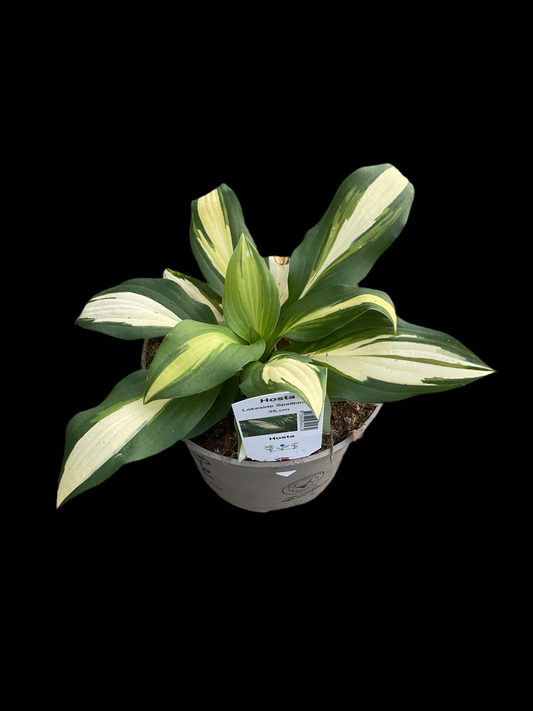 Hosta ‘Lakeside Spellbinder’ P15