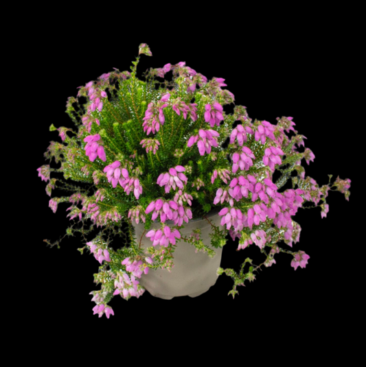 Erica x stuartii ‘Irish Lemon’ P9