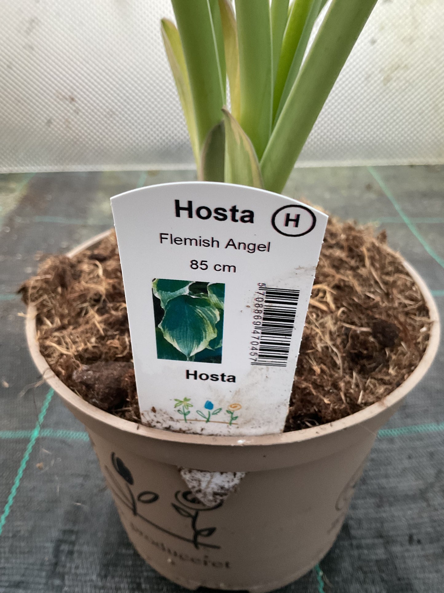 Hosta ‘Flemish Angel’ P15