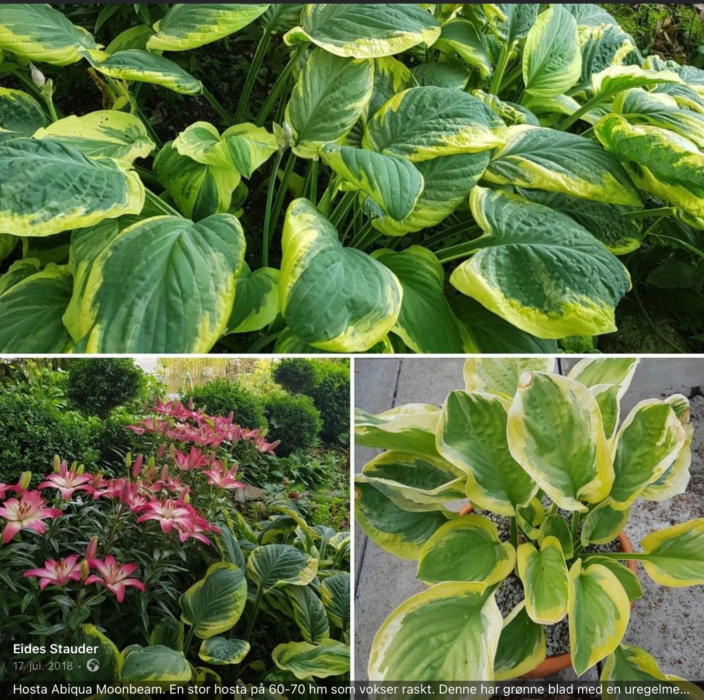 Hosta ‘Abiqua Moonbeam’