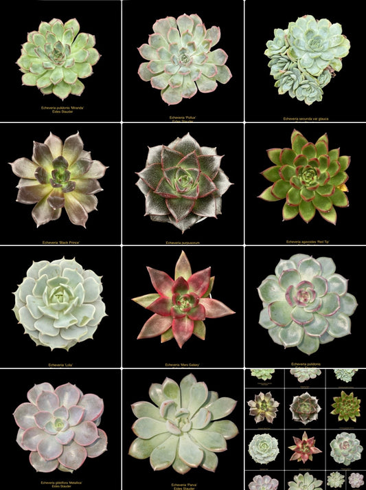 Echeveria Kolleksjon av 11 stk planter